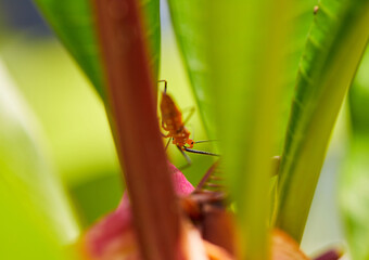 Orange assassin bugs are beneficial predatory insect, that are a natural protection barrier for Organic farmers against herbivorous pests!