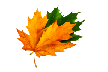 Colorful maple leaves showcasing autumn hues and textures