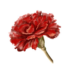 Red carnation flower as a symbol who died in the world war, respect and congratulations to veterans on the day of remembrance and mourning. Isolated Watercolor clipart in vintage style