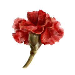 Red carnation flower as a symbol of the Portuguese revolution on April 25, 1974,symbol of freedom from totalitarian regime in the state Isolated Watercolor clipart in vintage style