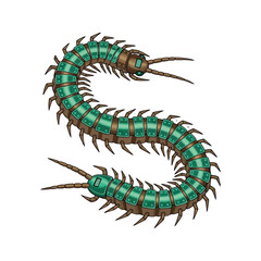 Fototapeta premium Detailed Pixel Art Illustration of an Emerald Green Centipede with Multiple Legs and Antennae in a Curled Pose