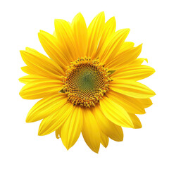 Fototapeta premium Close-up of a vibrant yellow sunflower (1)