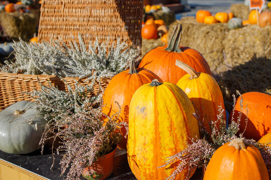 Big orange pumpkins with heather bouquets on autumn festival. Fall mood, harvest holidays, farm market concept