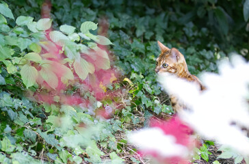 bengal cat sits hidden in ivy, bengal cat lurking between pink flowers, wild brown tomcat between ivy, tomcat in ivy, bengal cat outdoors, spotted tomcat lurking for prey, Prionailurus bengalensis