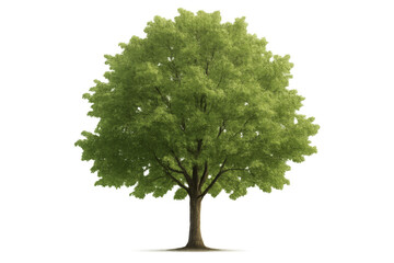 Lush green tree standing tall on transparent background