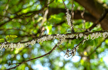 Takahashia japonica is a pest recognisable by its conspicuous white ring-shaped ovisacias hanging...