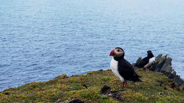 Atlantic puffin (fratercula arctica) on the cliffs of Michael Skellig Island, Ireland. Open his beak. Scenic view.