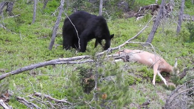 Black Bear eating a roadkill Mule Deer on Rabbit Ears Pass, Colorado