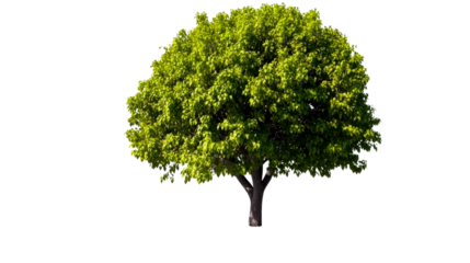 Green tree with lush foliage standing on a transparent background