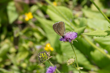Ringlet (Aphantopus hyperantus) butterfly sitting on a pink flower in Zurich, Switzerland