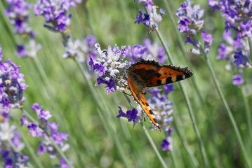 Small tortoiseshell butterfly (Aglais urticae) perched on lavender in Zurich, Switzerland
