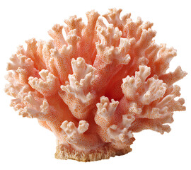 Coral isolated on a transparent background, PNG photo stock, white background.
