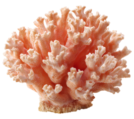 Coral isolated on a transparent background, PNG photo stock, white background.