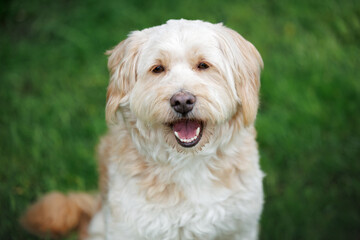 happy labradoodle dog portrait outdoors in summer
