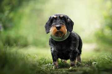 black and tan wirehaired dachshund dog standing outdoors in summer