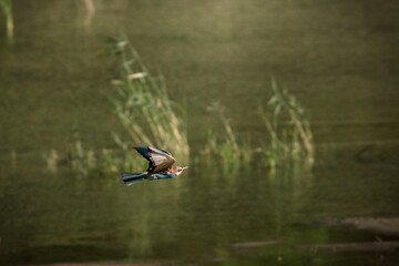 Bienenfresser im Tiefflug über Wasser