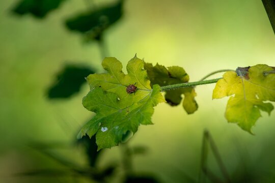 Streifenwanze auf gr&uuml;nem Blatt in nat&uuml;rlichem Licht