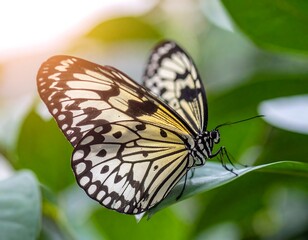 Fototapeta premium Close-up of a white and black butterfly on a leaf (1)