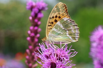 The silver-washed fritillary (Argynnis paphia) butterfly