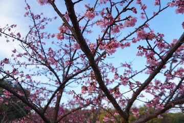Cherry blossom tree with pink flowers blooming against a blue sky. Beautiful springtime scene capturing the delicate beauty of nature in full bloom.