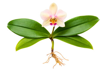 Obraz premium Whole phalaenopsis orchid plant with flower leaves and roots isolated with transparent background
