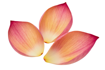 Close-up of three delicate pink and yellow lotus petals isolated with transparent background