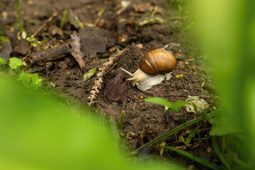 Snail crawling on moist forest ground, framed by blurred green leaves. Spring wildlife close-up...