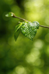 Spring green forest foliage leaves illuminated by morning light, with dew and natural soft bokeh background. Peaceful scenery, ideal for organic lifestyle and nature themes.