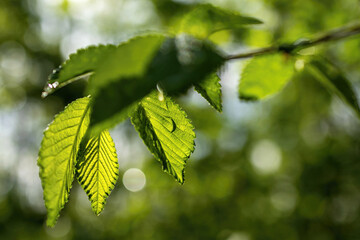 Spring green forest foliage leaves illuminated by morning light, with dew and natural bokeh background. Soft and fresh, ideal for organic lifestyle and nature themes.