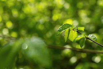 Spring green forest trees foliage leaves illuminated by morning light, with dew and natural soft bokeh background. Ideal for organic lifestyle and nature themes.