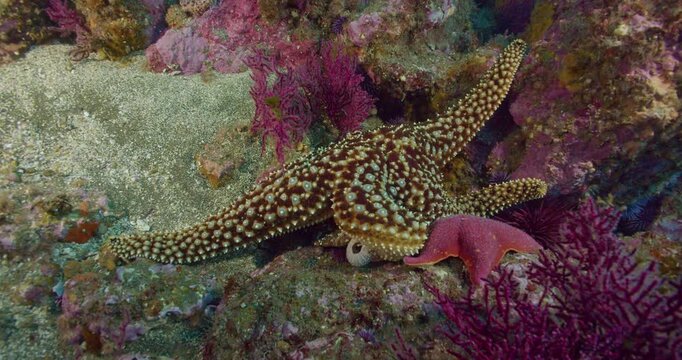Giant spined and leather seastar.