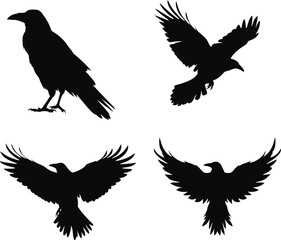 Set of Raven bird Silhouette Collection. transparent background. vector illustration. black and white, halloween, Raven bird, bundle Black Cat, Bat, Spider, Spider Web, Skeleton, Haunted House, Owl, C