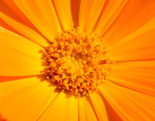 Close-up of vibrant orange flower center (1)