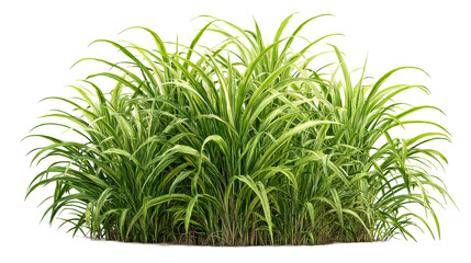 Lush green grass clump with vibrant blades on transparent background