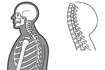 Human Anatomy Skeleton Illustration Detailed Structure and Components Showing Spine Rib Cage Skull and Clavicle Side View Diagrams Medical