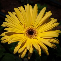 Yellow gerbera flower lit by the sun