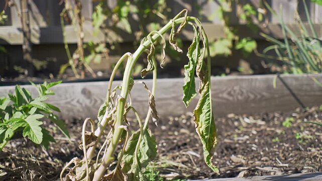 Wilted leaves droop in a garden bed under the sun, some turning brown and dry