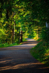 wide trail in the green forest with warm sunlight