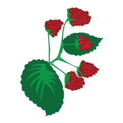 Raspberry twig with raspberry fruits isolated illustration