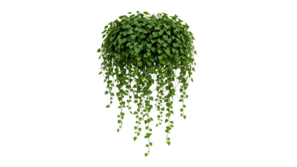 Lush hanging houseplant cascading on a transparent background for easy placement and vibrant