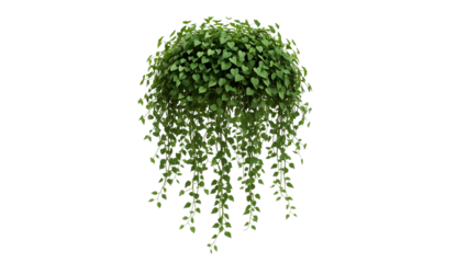 Lush cascading pothos plant with abundant foliage isolated on transparent presentation