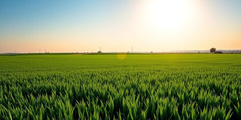 Sun-drenched emerald fields stretch to distant horizon, idyllic rural scene,  nature,  scenic