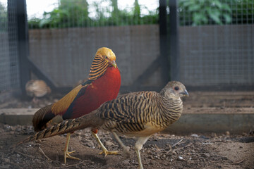 Colorful Golden Pheasants are walking in a large cage at the zoo.