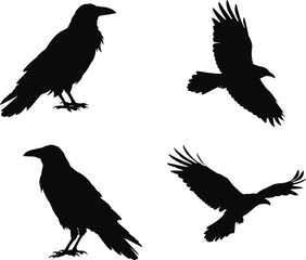 Set of Raven bird Silhouette Collection. transparent background. vector illustration. black and white, halloween, Raven bird, bundle Black Cat, Bat, Spider, Spider Web, Skeleton, Haunted House, Owl, C