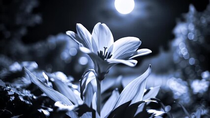 Night bloom flower reaching towards moon, bathed in blueish hues, soft and serene