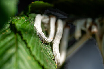 Close-up of the rings of Takahashia japonica, known as the cottony cushion scale, a parasite recognizable by its conspicuous white ring-shaped egg sacs that hang like a white garland.