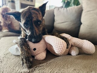 Playful Dog Chewing on Stuffed Rabbit.