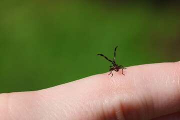 The dock bug (Coreus marginatus)