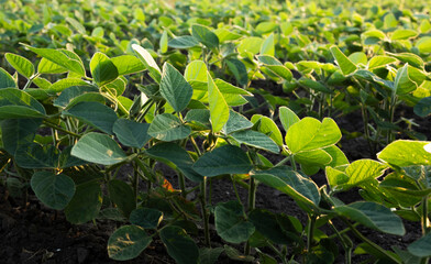 Sunrise in soybean field.AI generated image.