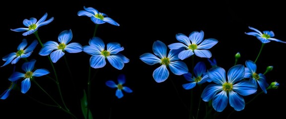 Vibrant blue and white flowers pop against a deep black background,  elegance, blue flowers